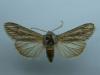 Cucullia oberthueri